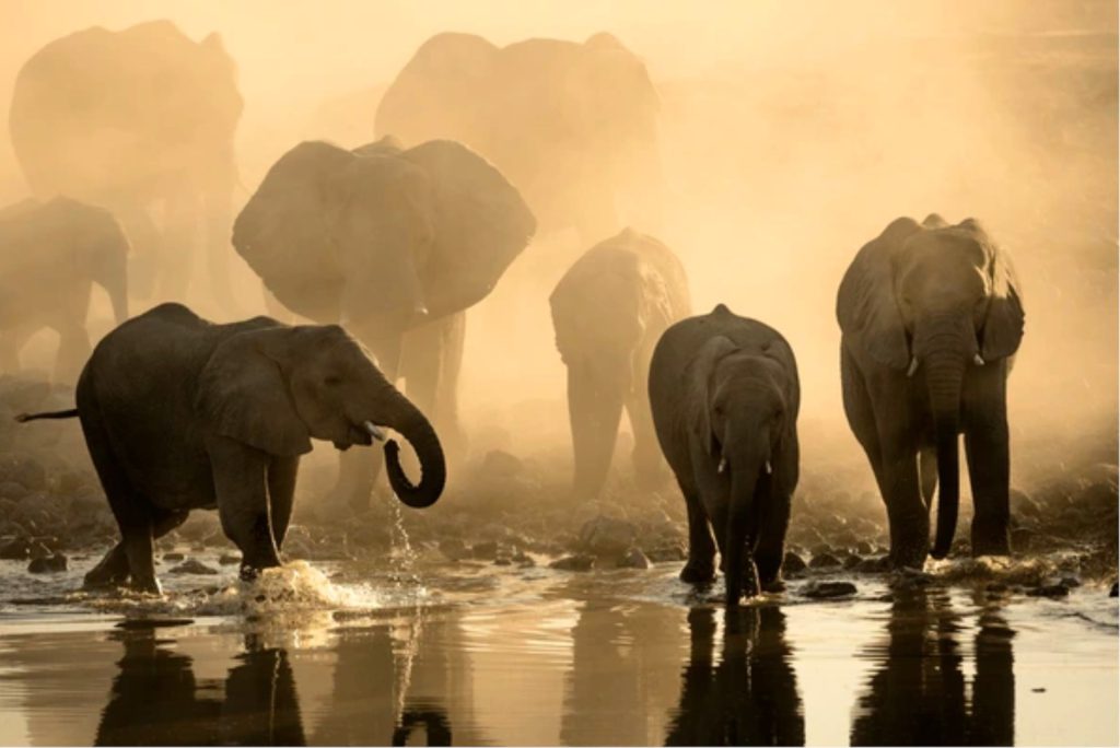 Gli elefanti di Damaraland: i giganti del deserto in Namibia