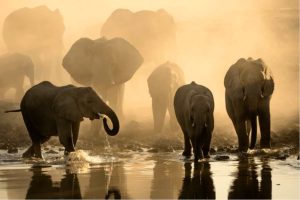 Gli elefanti di Damaraland: i giganti del deserto in Namibia