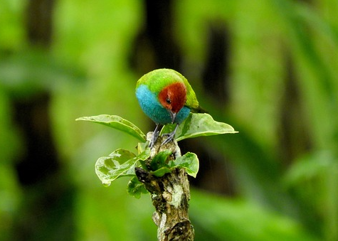 Colombia vola alto: il paradiso degli uccelli e della biodiversità