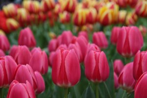In Bloom: La primavera olandese tra tulipani e meraviglie