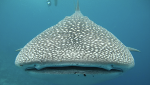 I giganti gentili delle Maldive: piccola guida agli incontri con gli squali balena