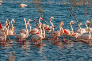 Camargue: dove la Francia incontra la natura più autentica