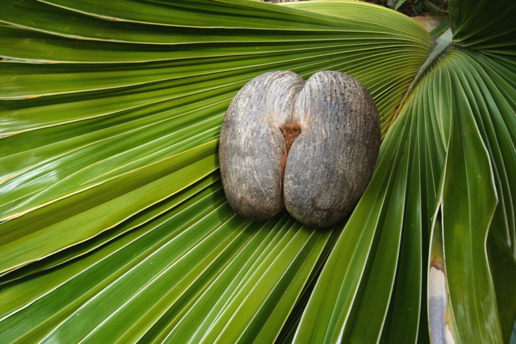 Coco de mer, il seme che arrivava dal mare