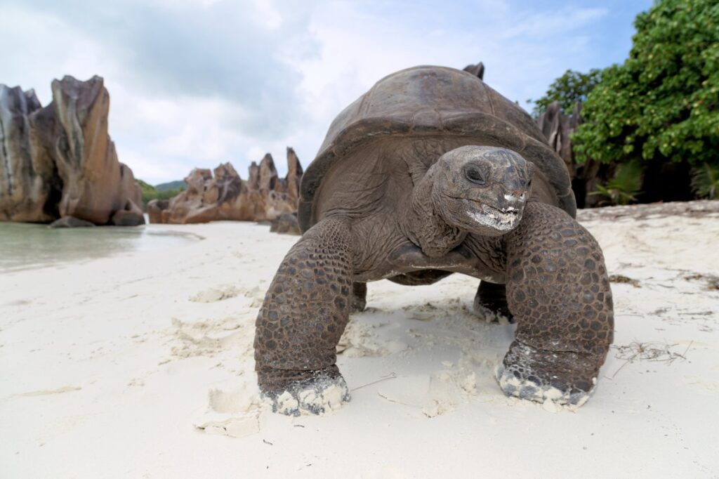 STB-Tortoise-Curieuse-Is-Chris-Close-1024×682
