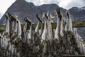 Lofoten, la stagione del merluzzo