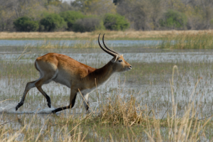 Il Kalahari non è il deserto che tutti immaginano