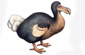 Il dodo, l’animale scomparso diventato simbolo di Mauritius